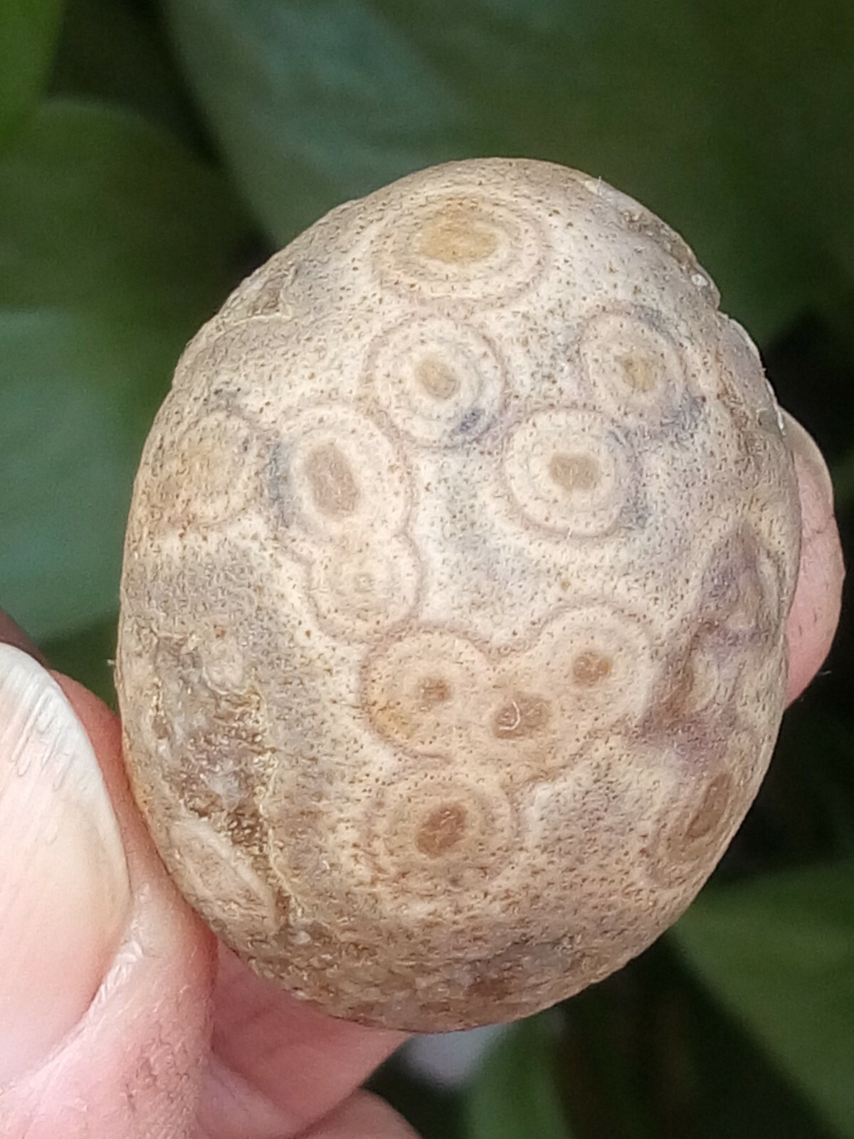 36mm Natural GoBi agate eye agate stone collection china
