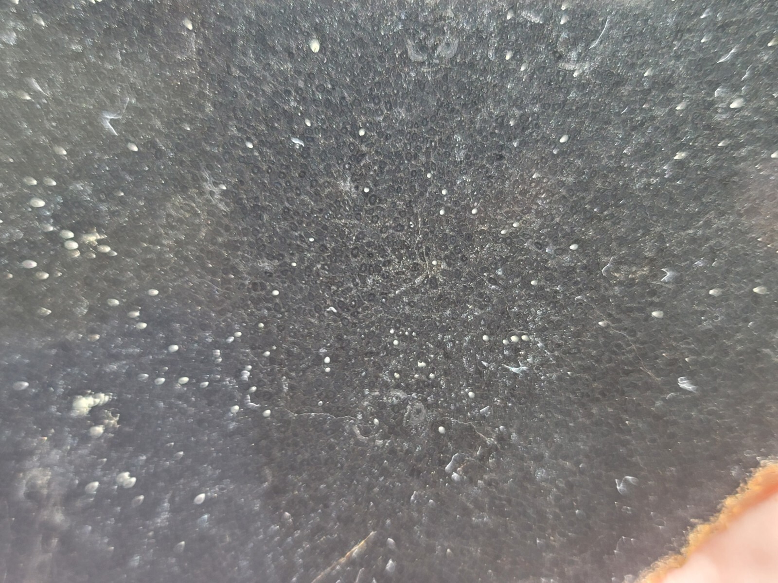 Tempskya Fossil Fern Polished Slab Utah
