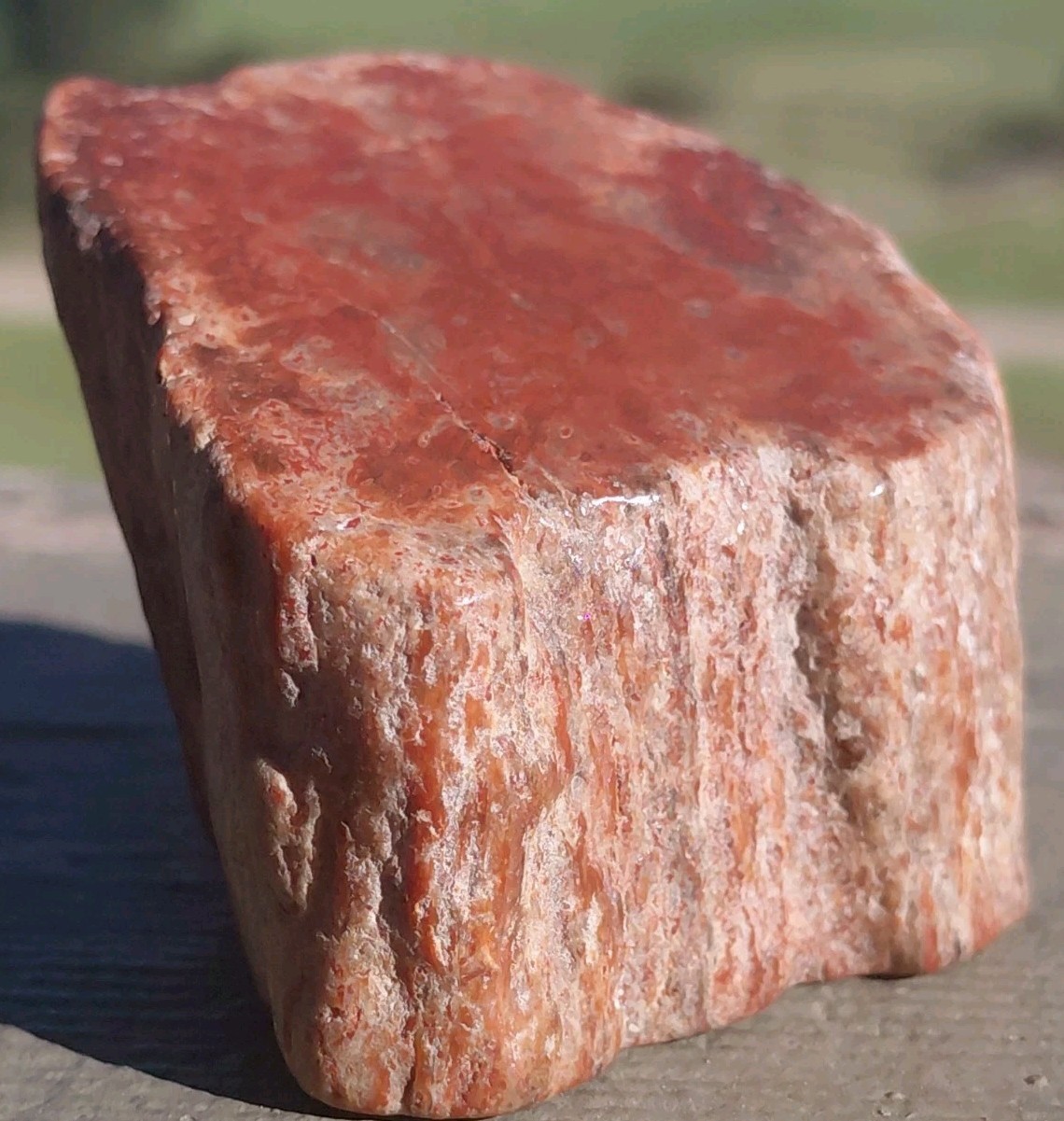 Polished Petrified Arizona Rainbow Wood Full Round Limb Tower Stands 2 Ways Red