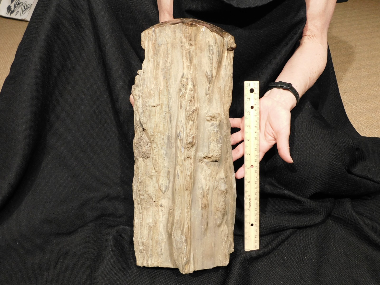 wOw! HUGE Dome Polished Petrified WOOD ROLLER Fossil Free Standing Arizona