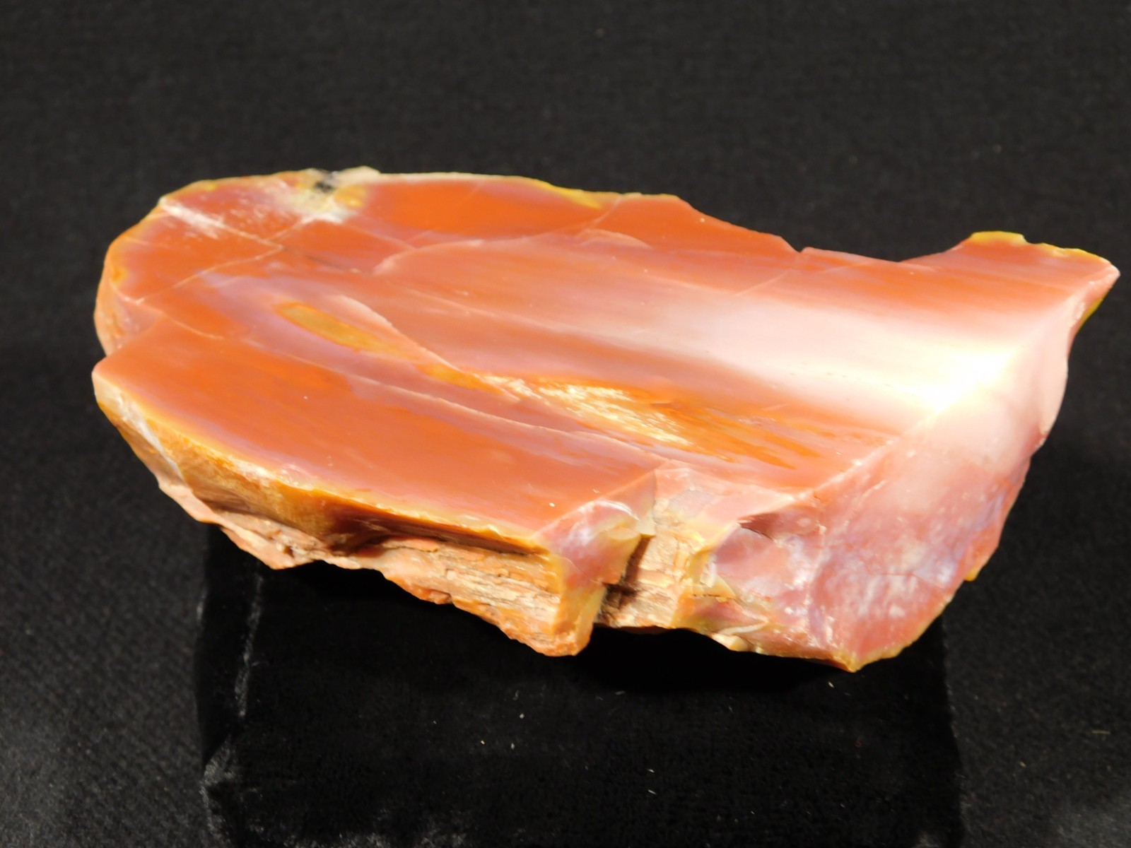 Larger 210 Million Year Old Polished Petrified RAINBOW WOOD Fossil Arizona 750gr