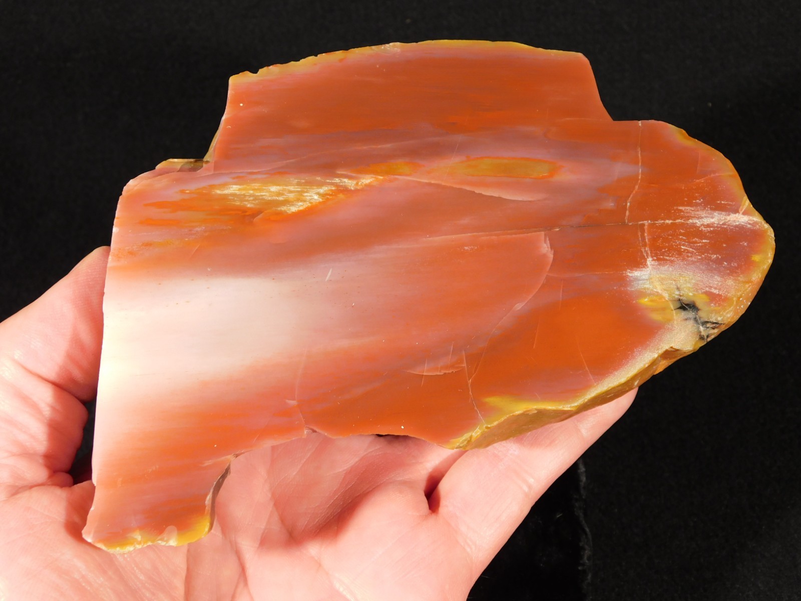 Larger 210 Million Year Old Polished Petrified RAINBOW WOOD Fossil Arizona 750gr