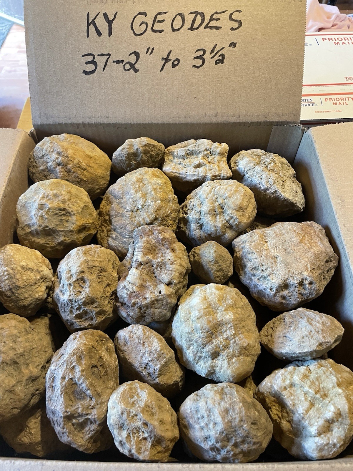 BOX OF KENTUCKY GEODES:37-2” TO 3 1/2” LAPIDARY!