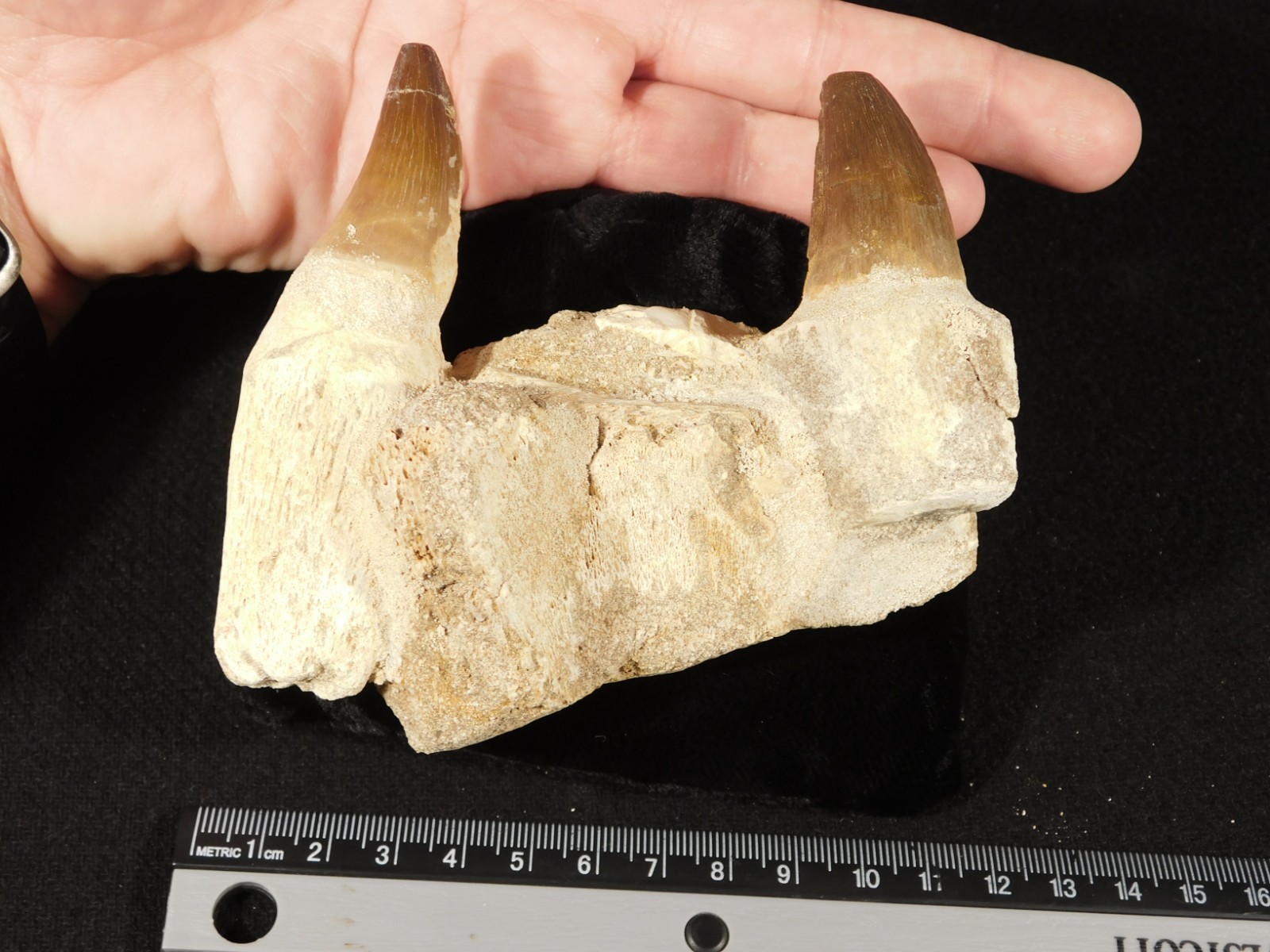 Mosasaurus JAW Bone Fossil with TWO TOOTH Fossils and Stand Morocco 258gr