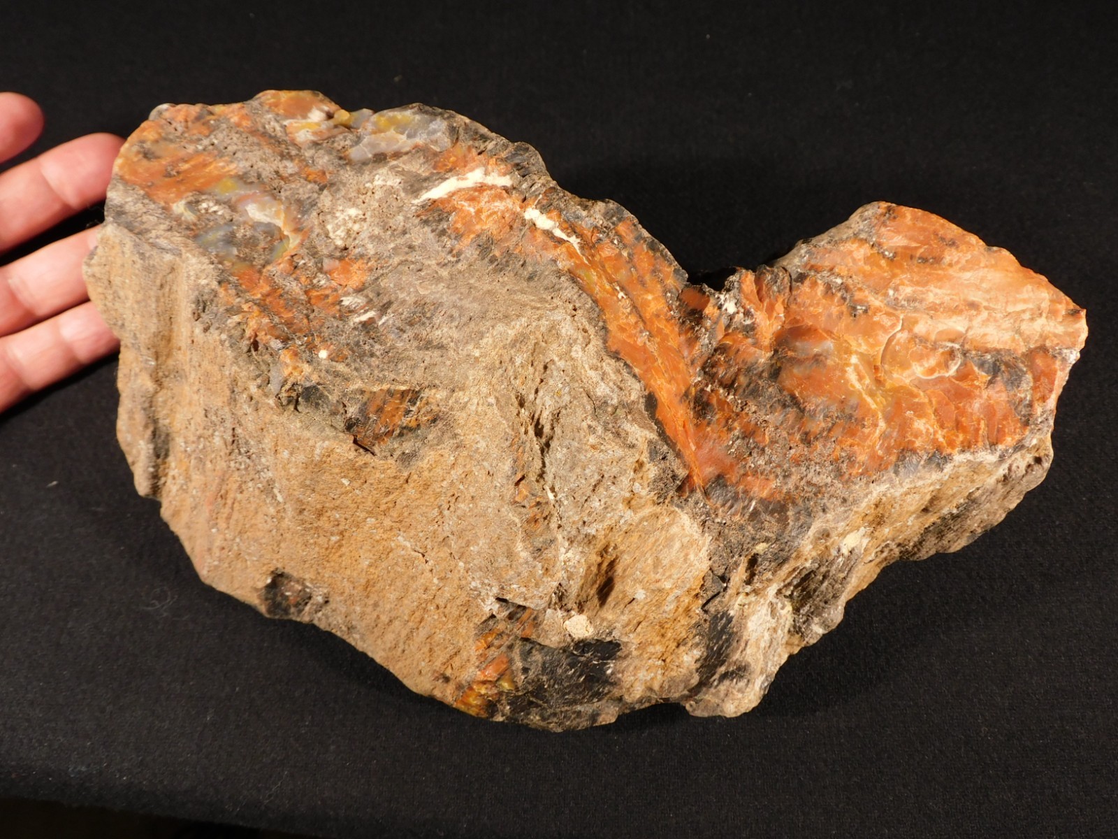BIG! Highly Agatized Petrified WOOD Fossil From Triassic Arizona 3583gr
