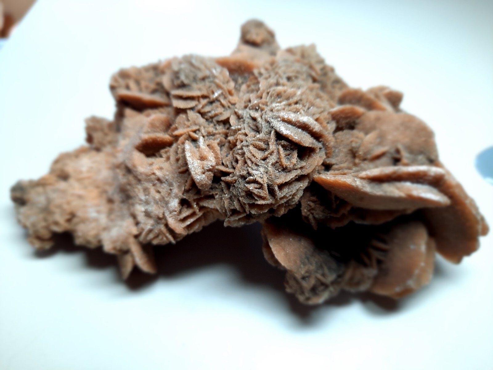 LARGE DESERT ROSE GYPSUM 6 1/4 x 3 1/2 x 2 1/4 Rock Mineral Crystal Stone