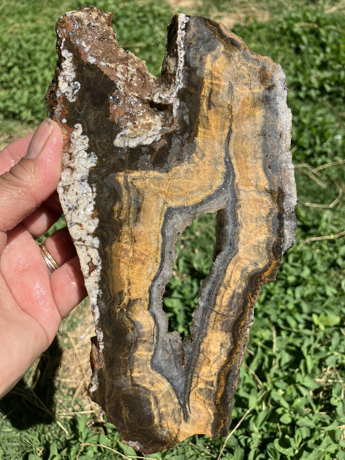 Black And Gold Agate Slab (New Mexico)