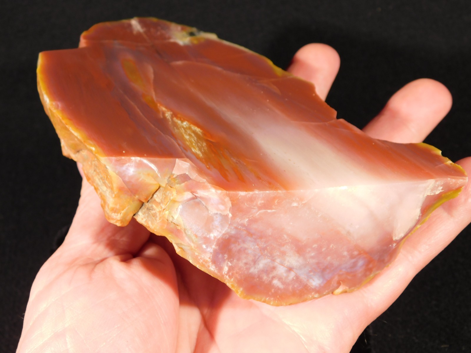 Larger 210 Million Year Old Polished Petrified RAINBOW WOOD Fossil Arizona 750gr