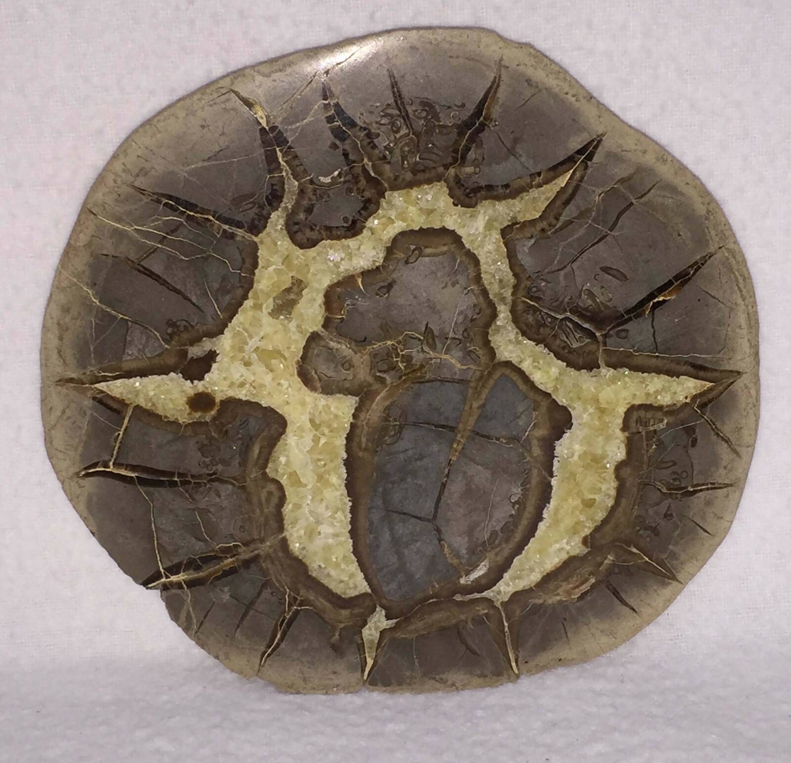 Septarian Nodule Slice Slab Stone Rock Mineral Utah Specimen Yellow Crystals 4″