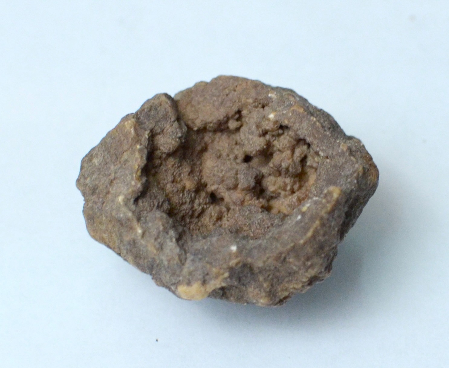 Lot of Kentucky Beekite Geodes | Unique Botryoidal Chalcedony
