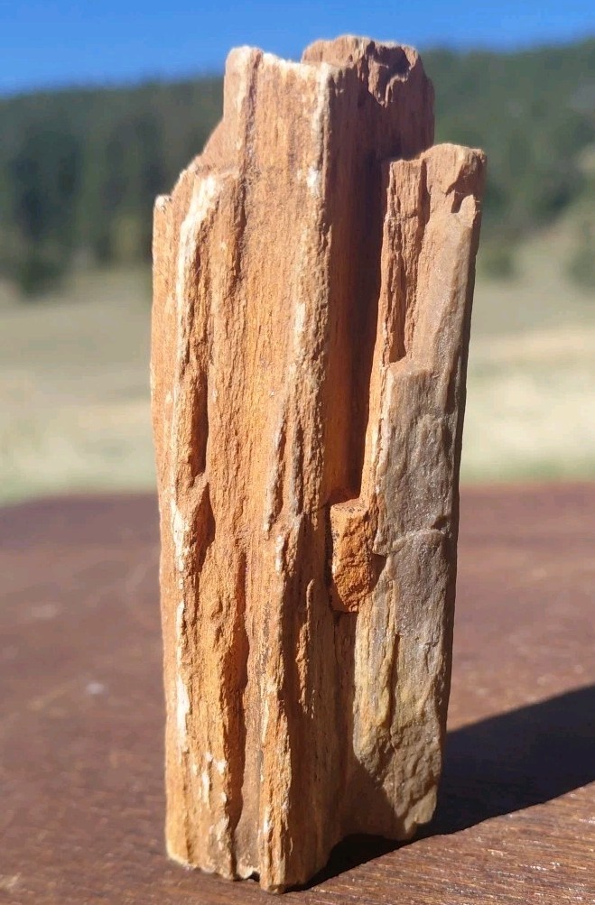Petrified Wood Fossilized Branch W Bark Druzy Quartz-Hurricane Utah 3 1/4″×1 1/4