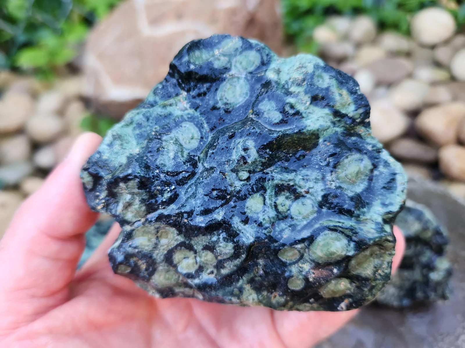4.5 lbs Kambaba “Crocodile” Jasper – 5 Pieces – Ideal for Lapidary or Tumbling