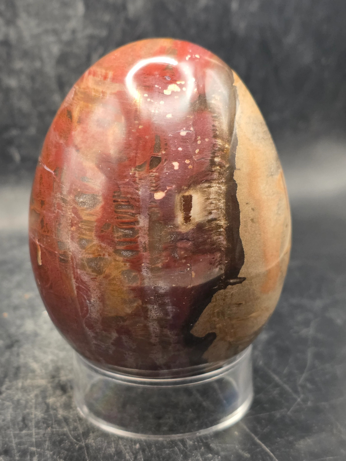 Petrified wood egg! 15 ounces, 3.1 inches tall, 2.4 inches wide!