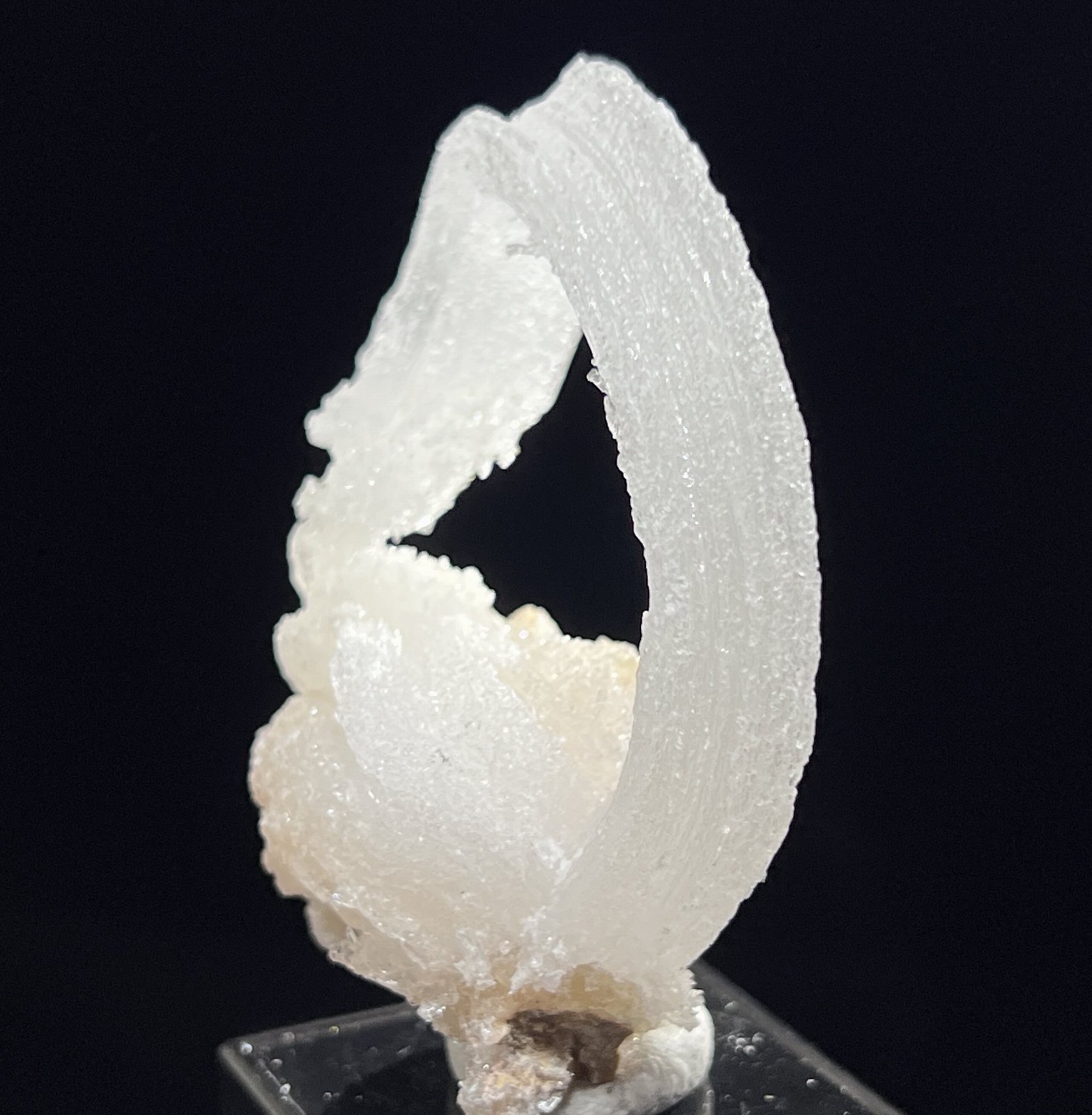 61mm 32g ‘Ram’s Horn’ shape Selenite (Gypsum), Natural Mineral Specimen