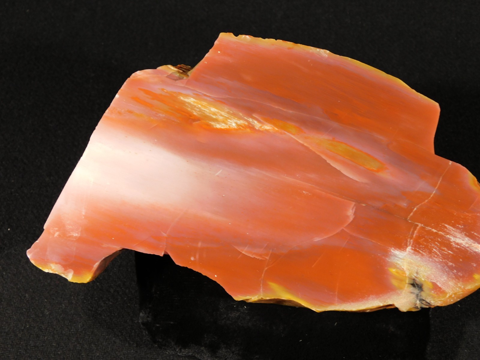 Larger 210 Million Year Old Polished Petrified RAINBOW WOOD Fossil Arizona 750gr