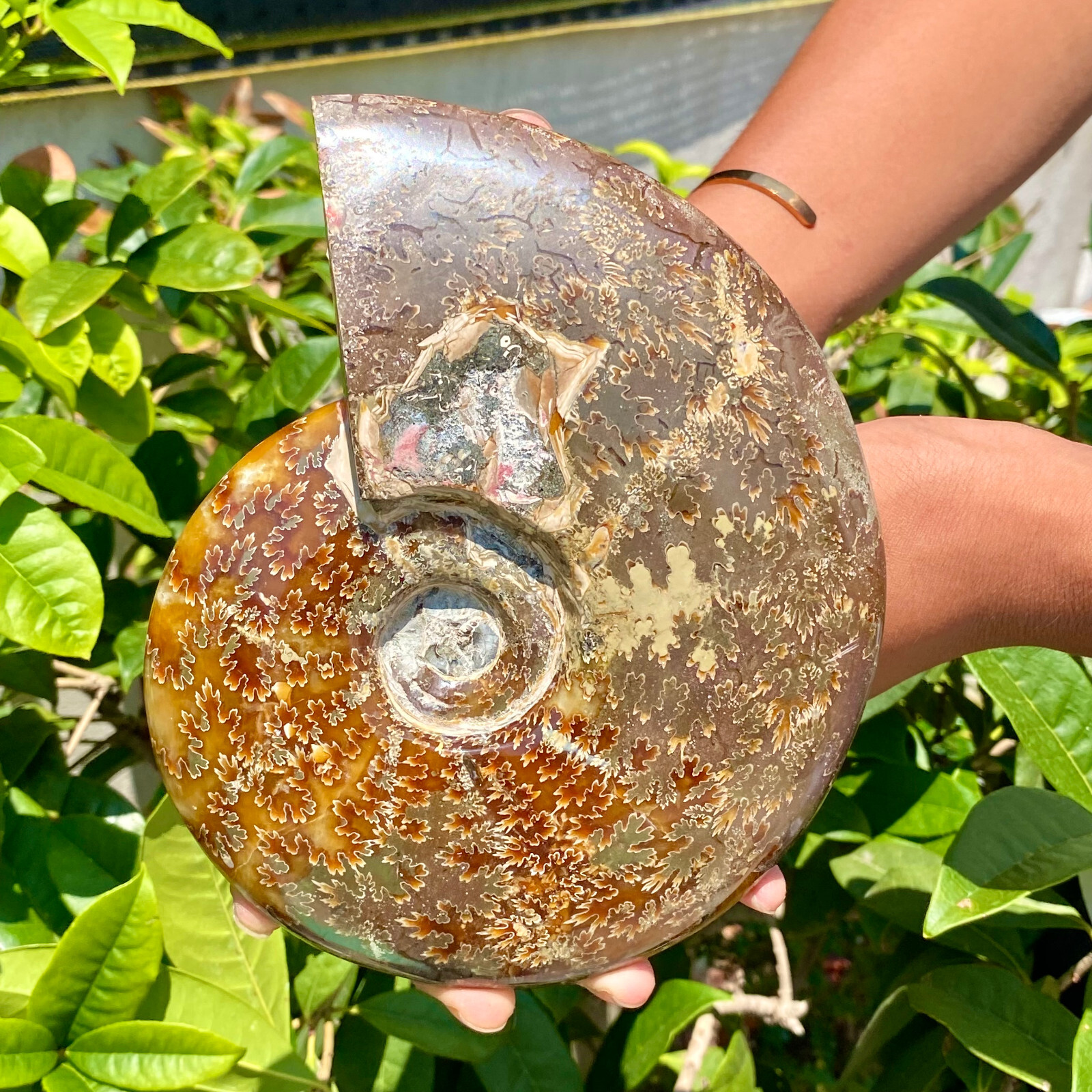 2.51LB Precious ammonite fossil shell specimen opaque yoga meditation energy