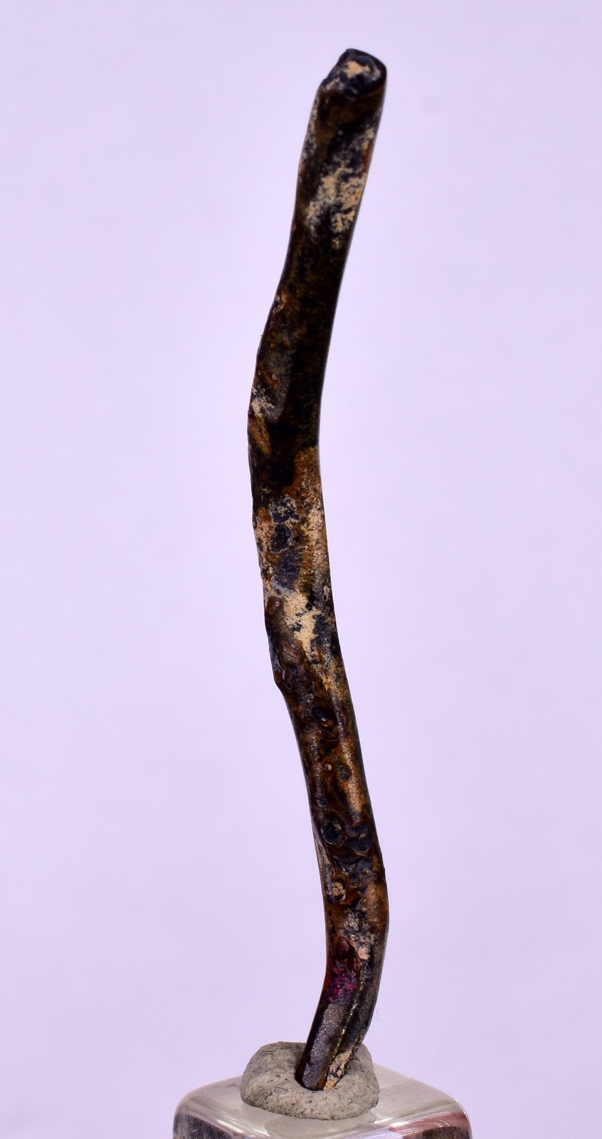 5.3cms GOLDEN BLACK CORAL POLISHED PERU NATURAL JEWELRY PENDANT VB14