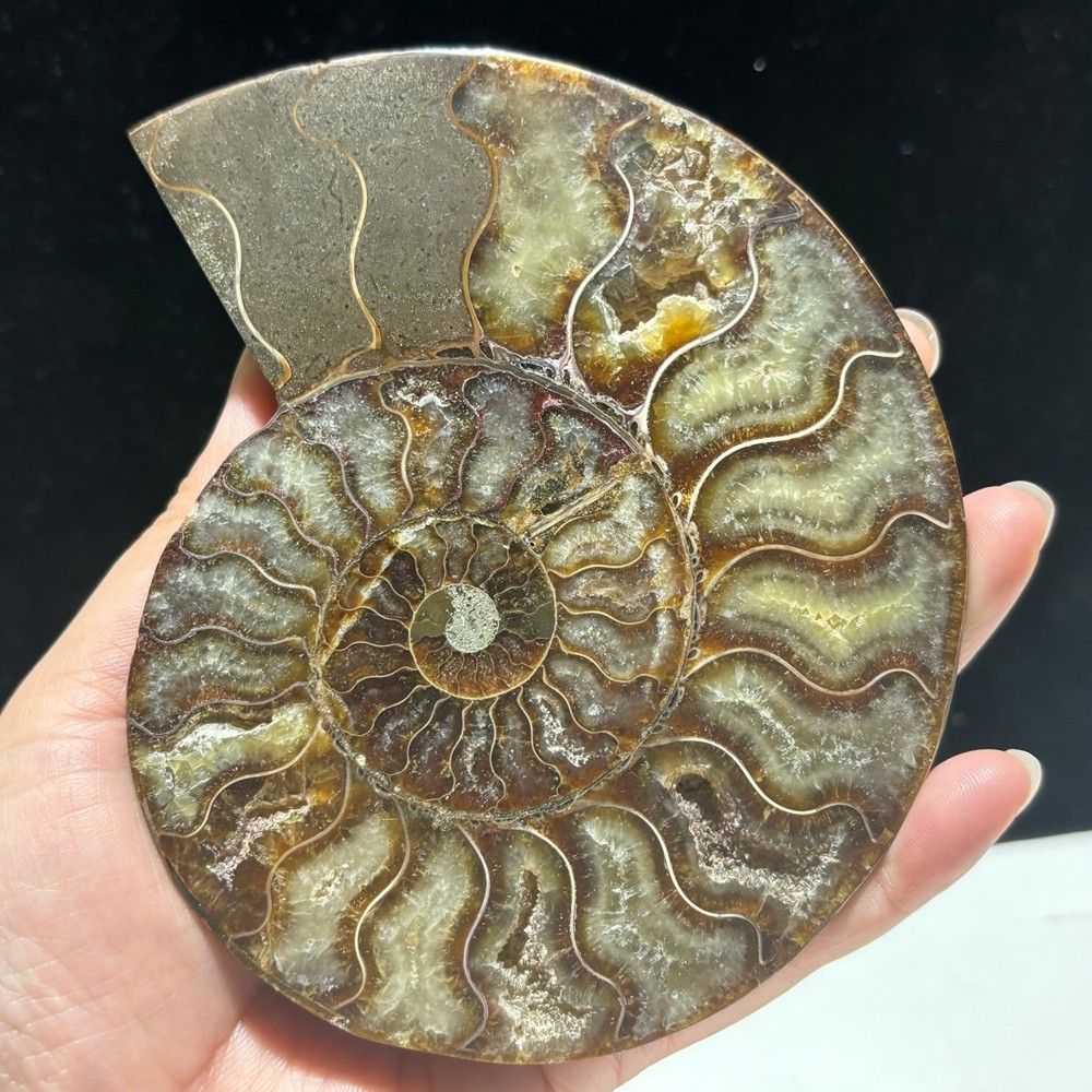 TOP 200G+ Natural ammonite fossil conch crystal specimen healing care 1pc