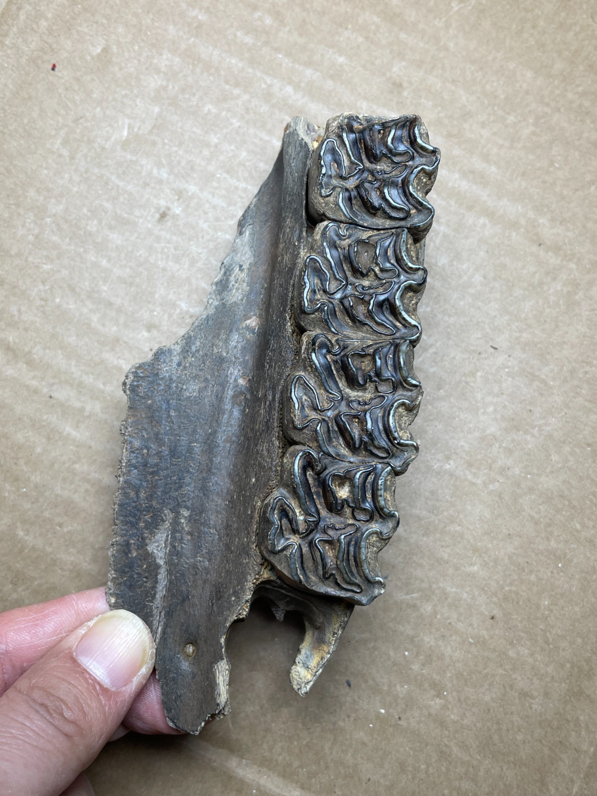 300g Beautiful Ice Age tooth collection