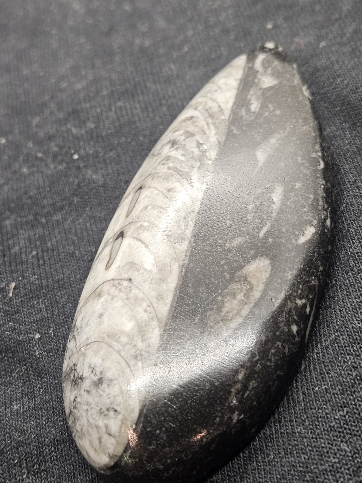 Polished Orthoceras Fossil Palm Stone – Morocco – Devonian Era Cephalopod