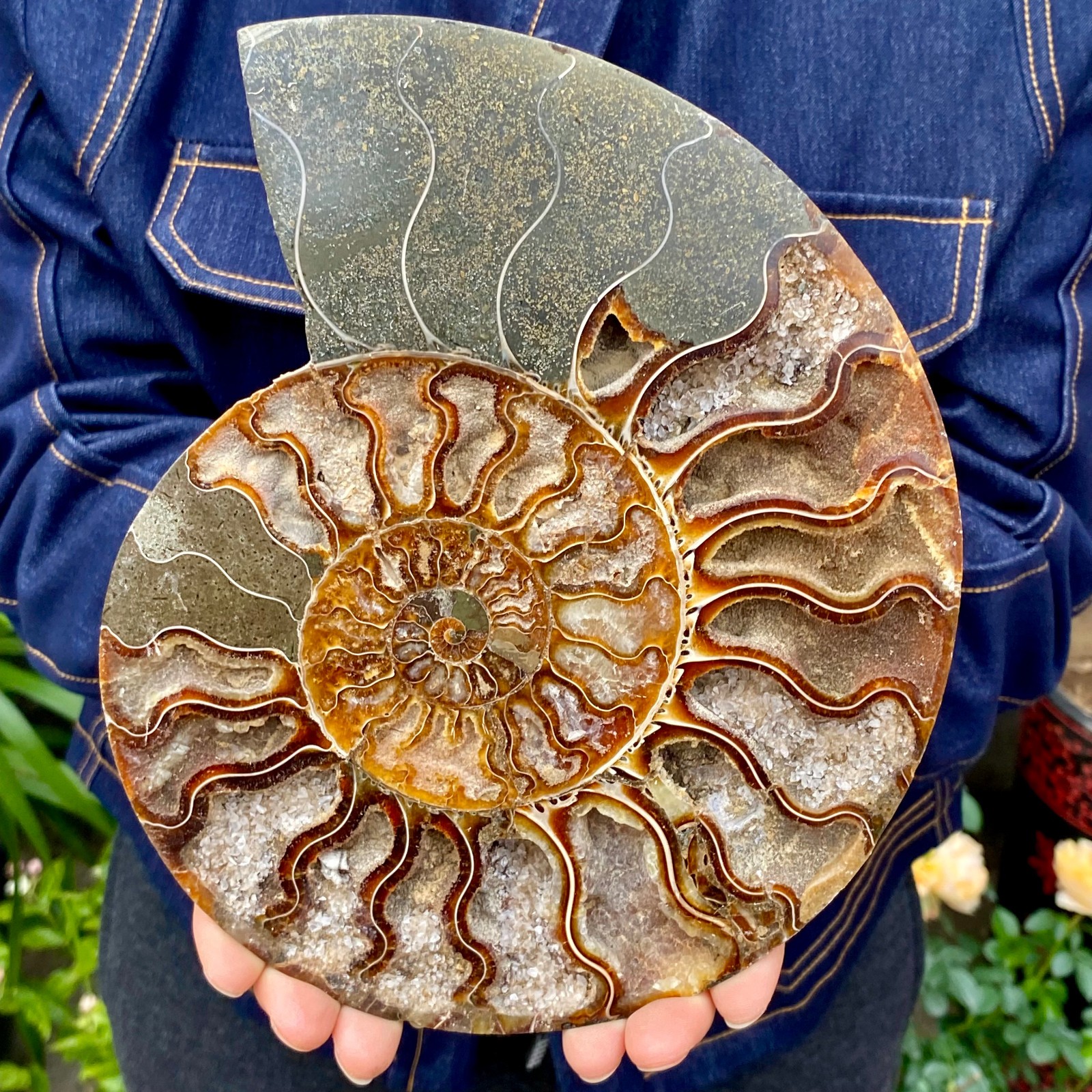 1.77LB Natural agate fossil snail shaped convex round gemstone