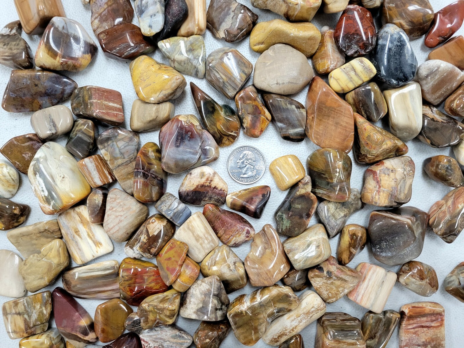 Tumbled Petrified Wood Crystals Stone Bulk Polished Healing Gems Root Chakra
