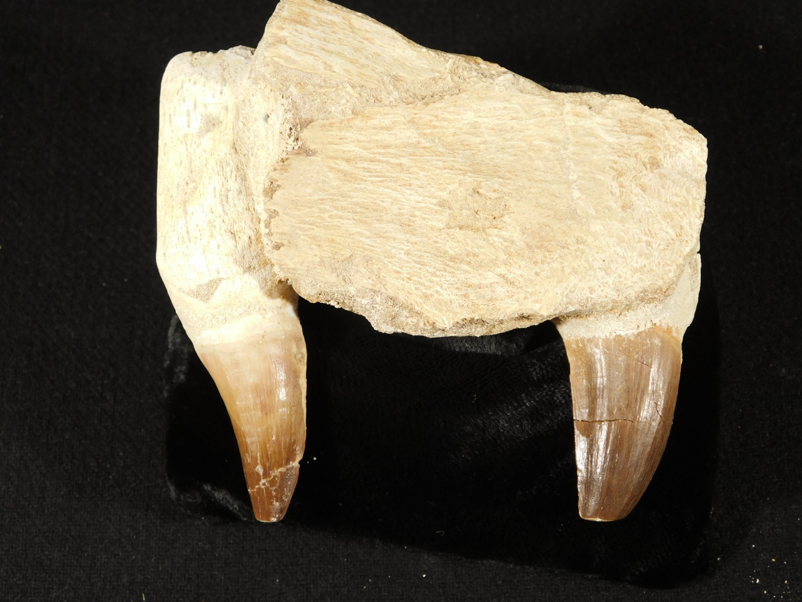 Mosasaurus JAW Bone Fossil with TWO TOOTH Fossils and Stand Morocco 258gr
