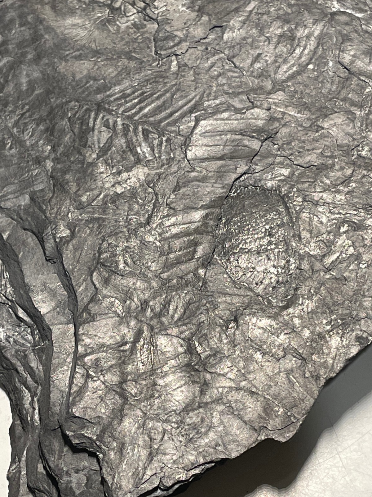 FOSSIL FERN MULTIPLE
