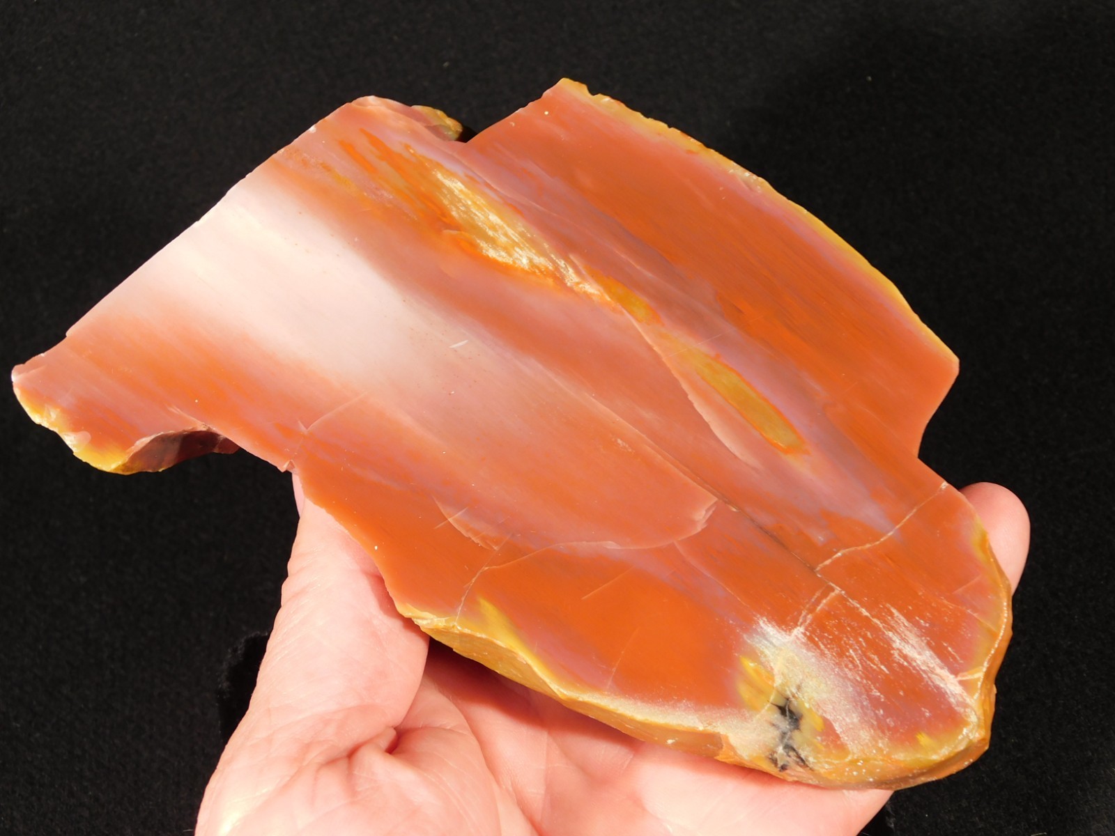 Larger 210 Million Year Old Polished Petrified RAINBOW WOOD Fossil Arizona 750gr
