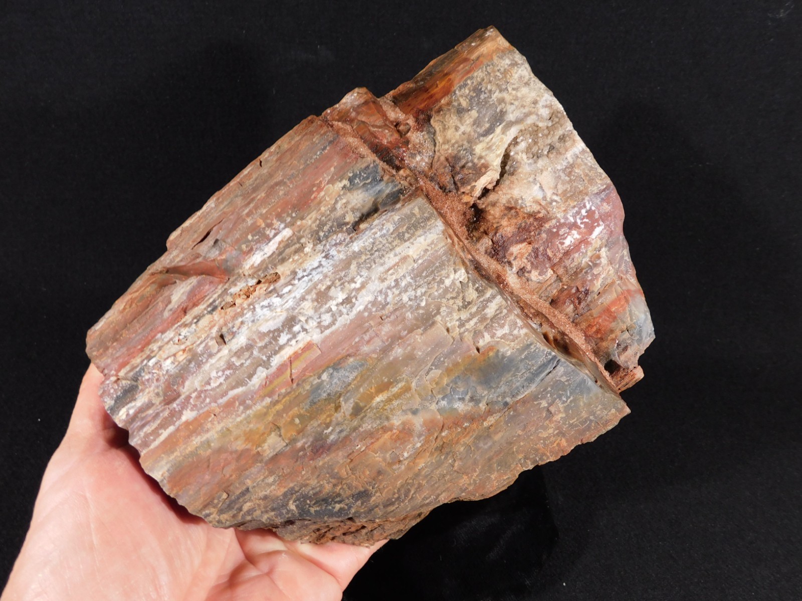 Big! 210 MILLION Year Old! Polished Petrified RAINBOW WOOD Fossil Arizona 1960gr