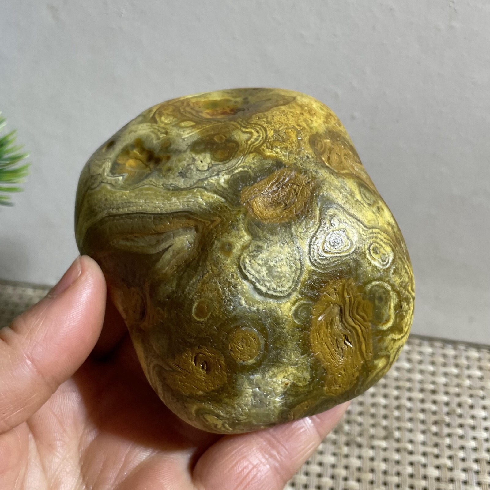 352g Bonsai Suiseki- Gobi Agate Eyes Stone-Rare Stunning Viewing