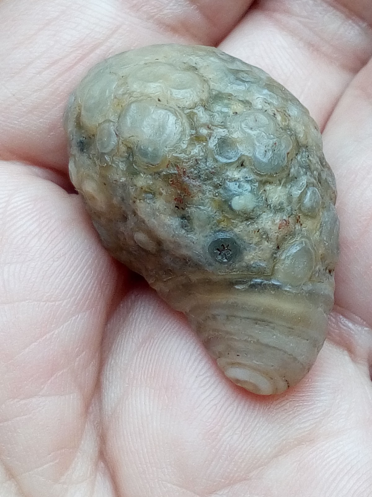 36mm rare Natural GoBi agate eye agate cute collection