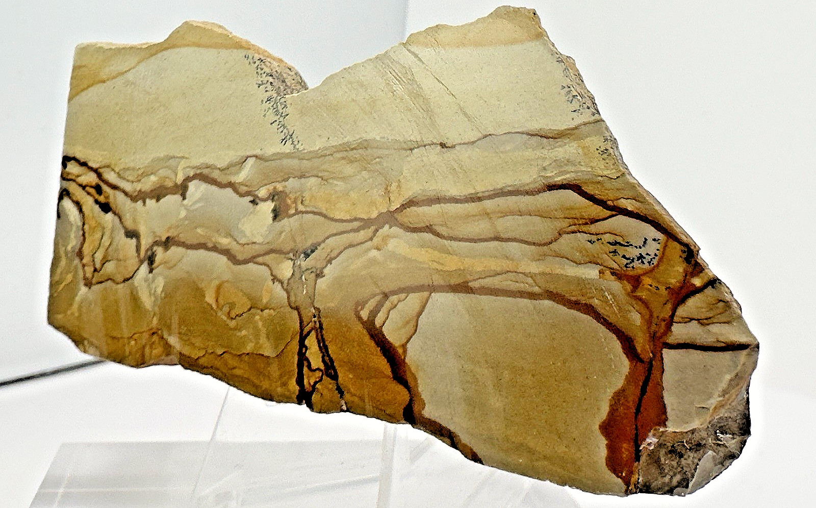 4) Rare Polished Ohwlee Picture Jasper Slab 5″ Display Specimen 5.80 oz
