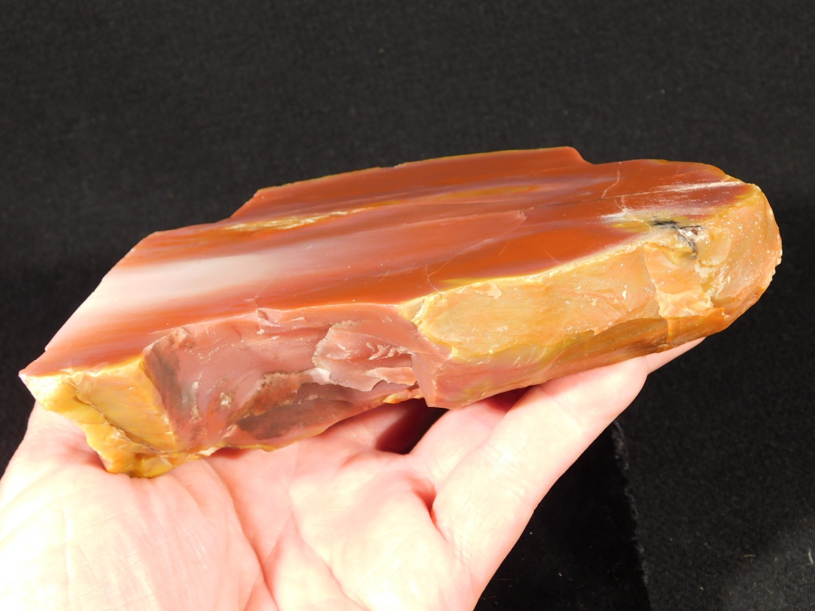 Larger 210 Million Year Old Polished Petrified RAINBOW WOOD Fossil Arizona 750gr