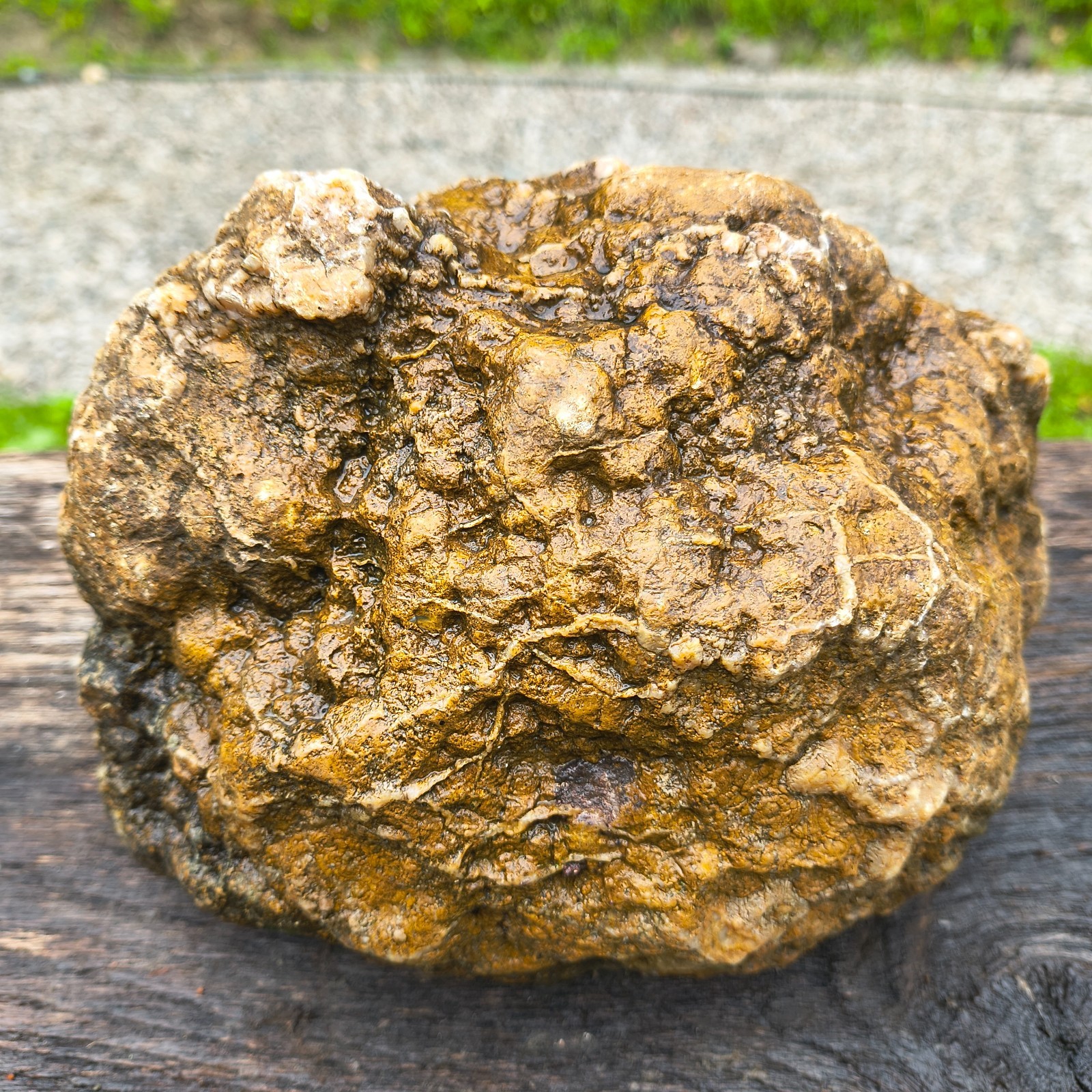 Large Kentucky Geode Natural Unopened Crystal Geode Collector Specimen