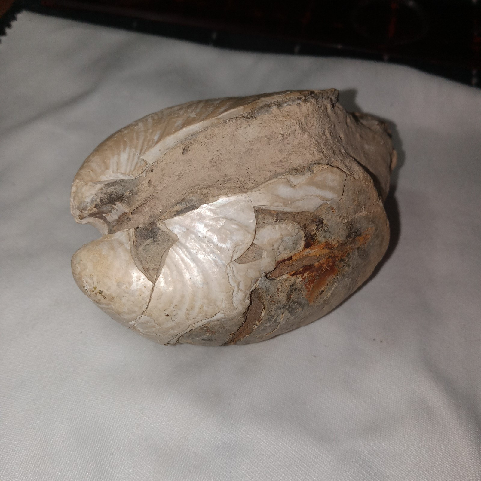 South Dakota Clam (Inoceramus) Fossil. 7.7oz. 3″×2″×1-7/8″