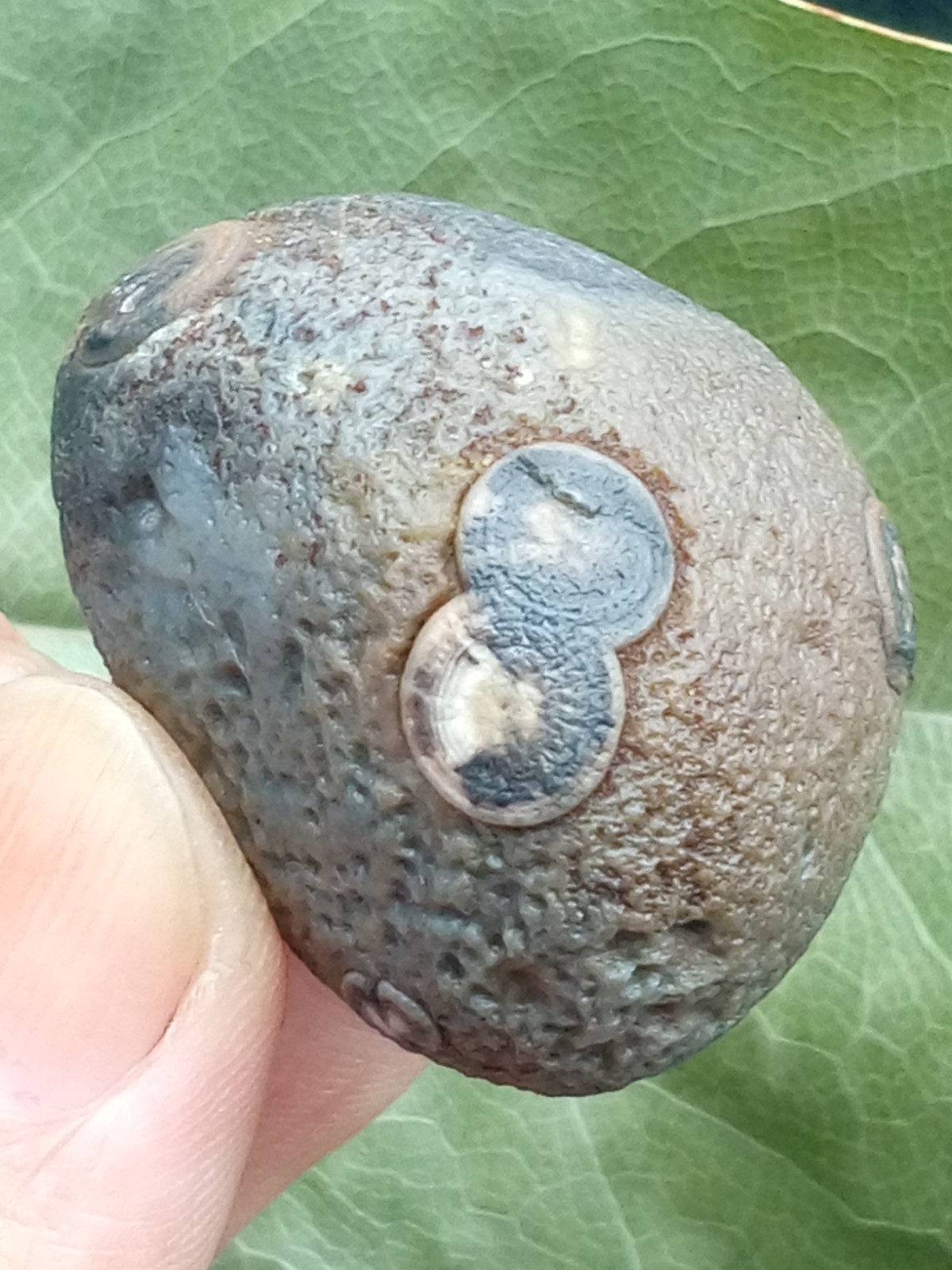 36mm Beautiful Natural GoBi agate eye agate stone collection