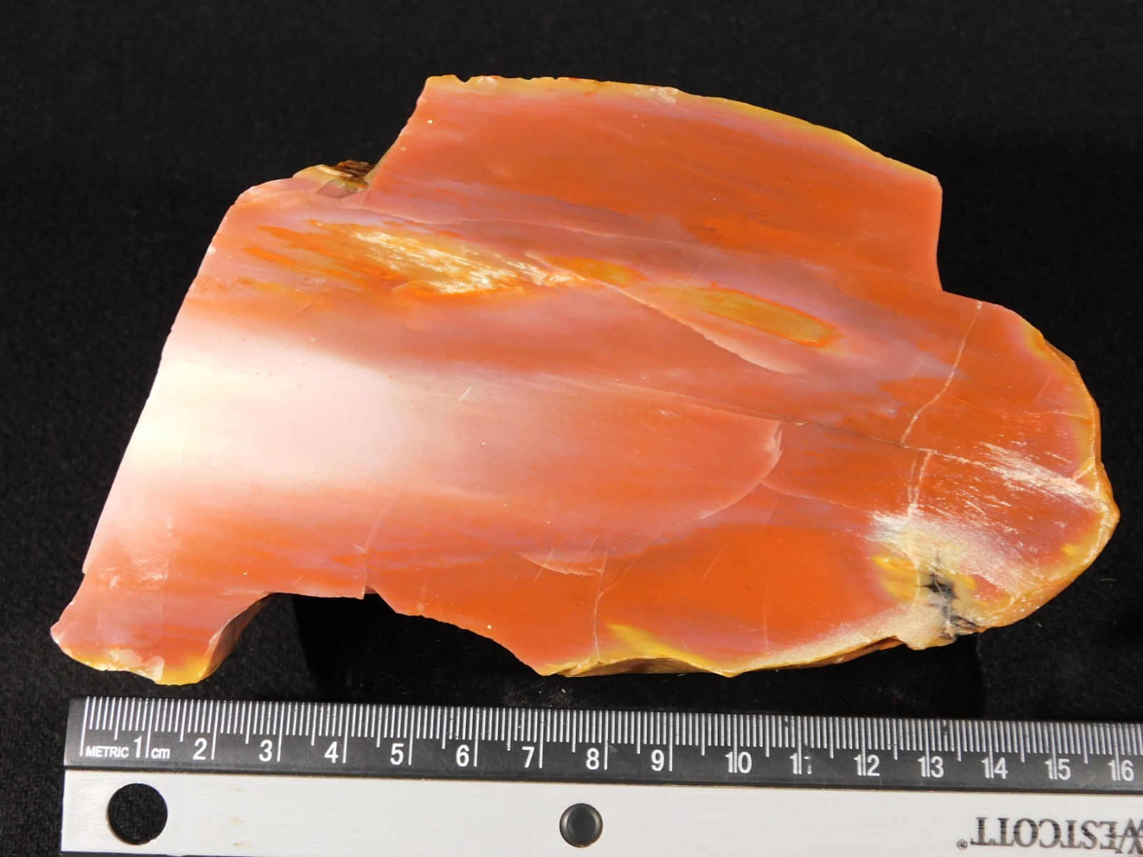 Larger 210 Million Year Old Polished Petrified RAINBOW WOOD Fossil Arizona 750gr