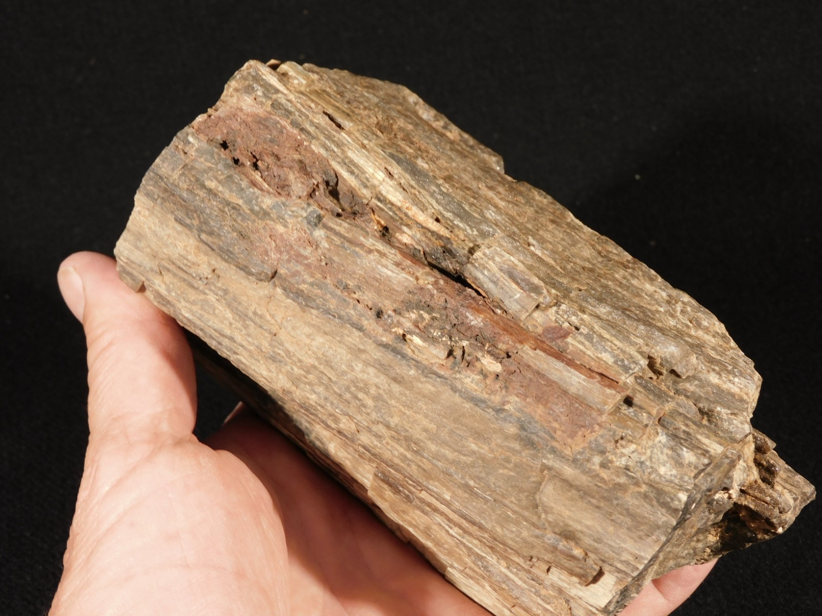 Well Defined BARK! Big 100% Natural Petrified Wood Fossil Jurassic Utah 1740gr