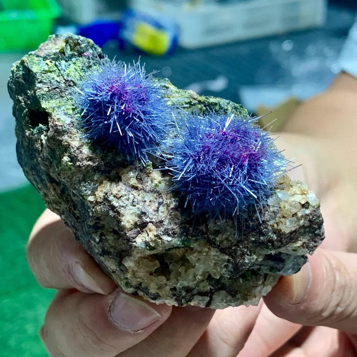 50-80g Blue Dandelion Zeolite Quartz Crystal Healing Cluster Mineral Specimen