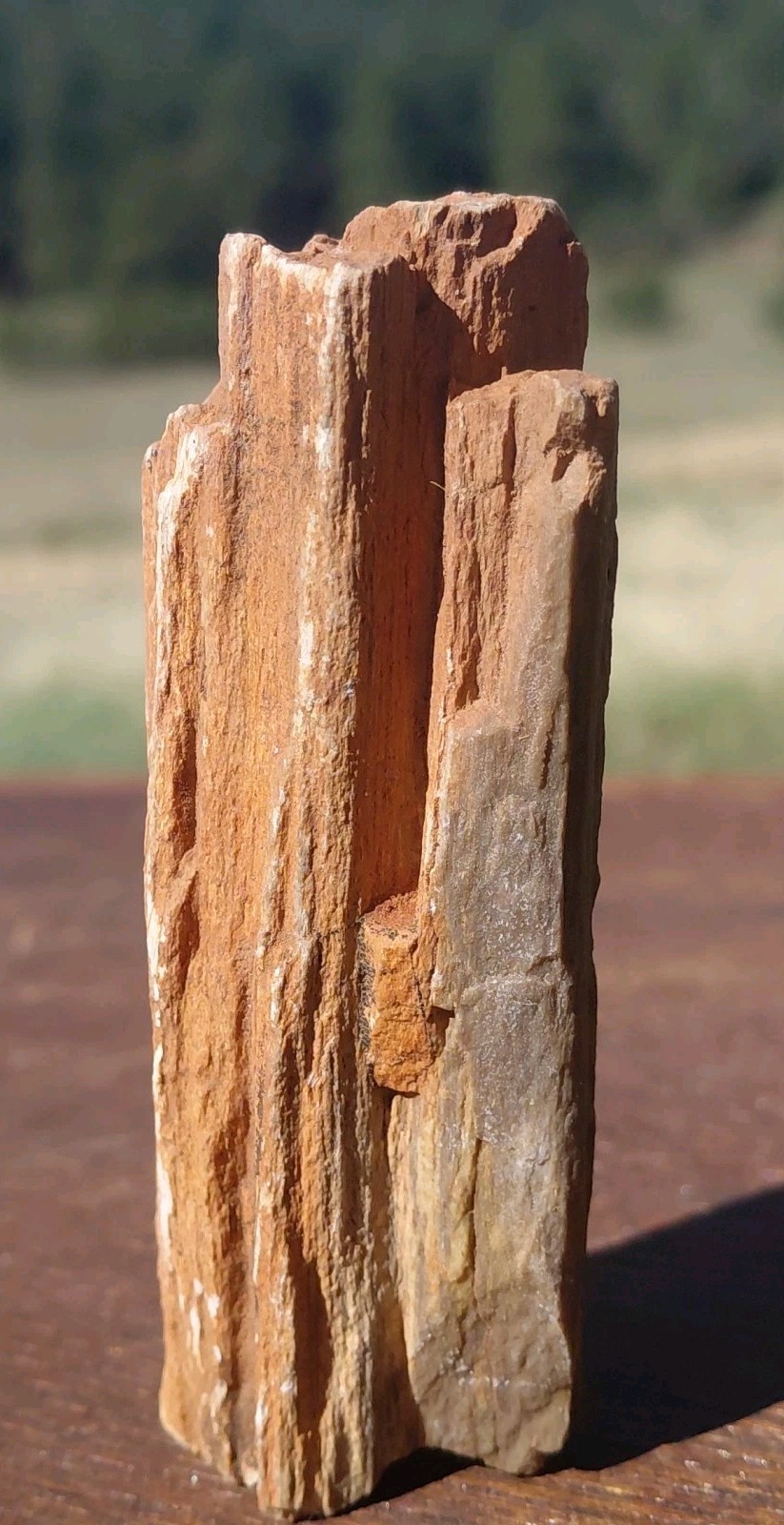 Petrified Wood Fossilized Branch W Bark Druzy Quartz-Hurricane Utah 3 1/4″×1 1/4