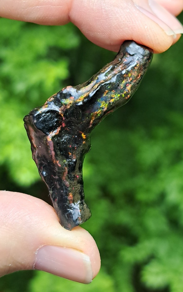Huge Multicolor 38.52ct Indonesian Wood Opal Fossil Red, Green, & Yellow Flashes