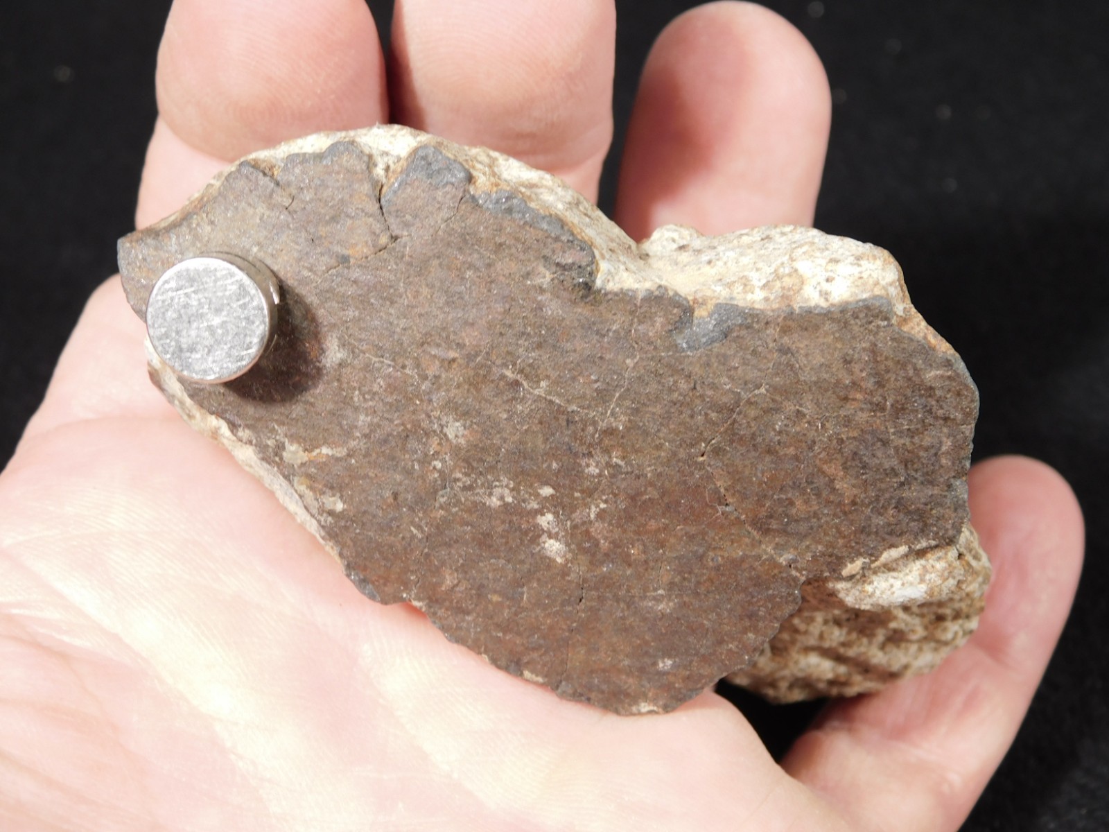 Larger! Classified NWA 8245 METEORITE 100% Natural! Erfoud, Morocco 184gr