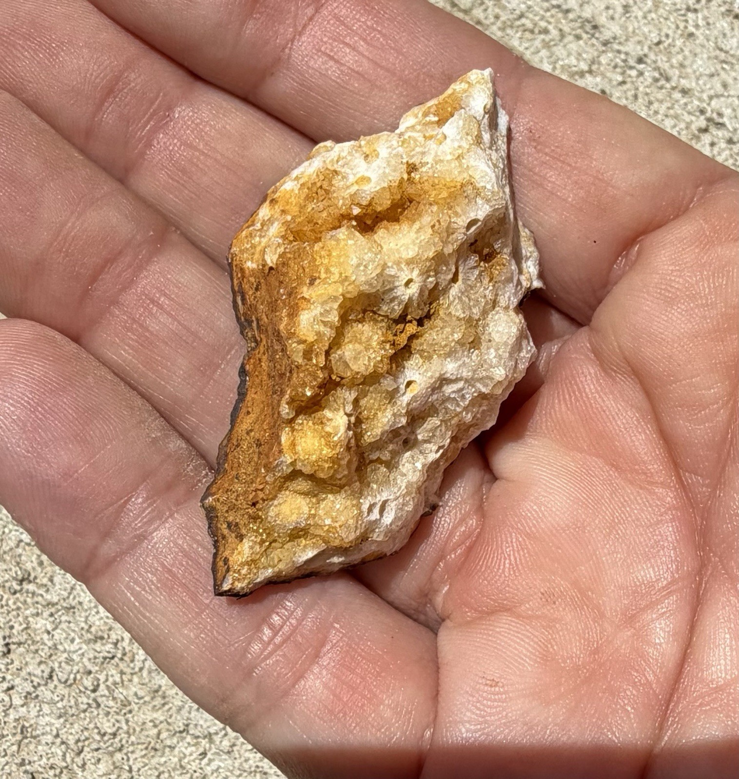 Kentucky Fossil Coral in Chalcedony/Quartz Natural Specimen – Raw Unpolished