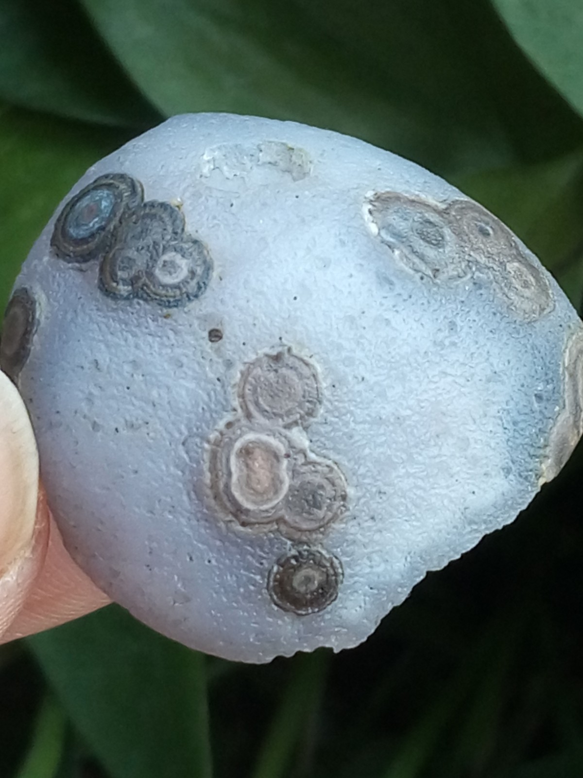 36mm Natural GoBi agate eye agate stone collection