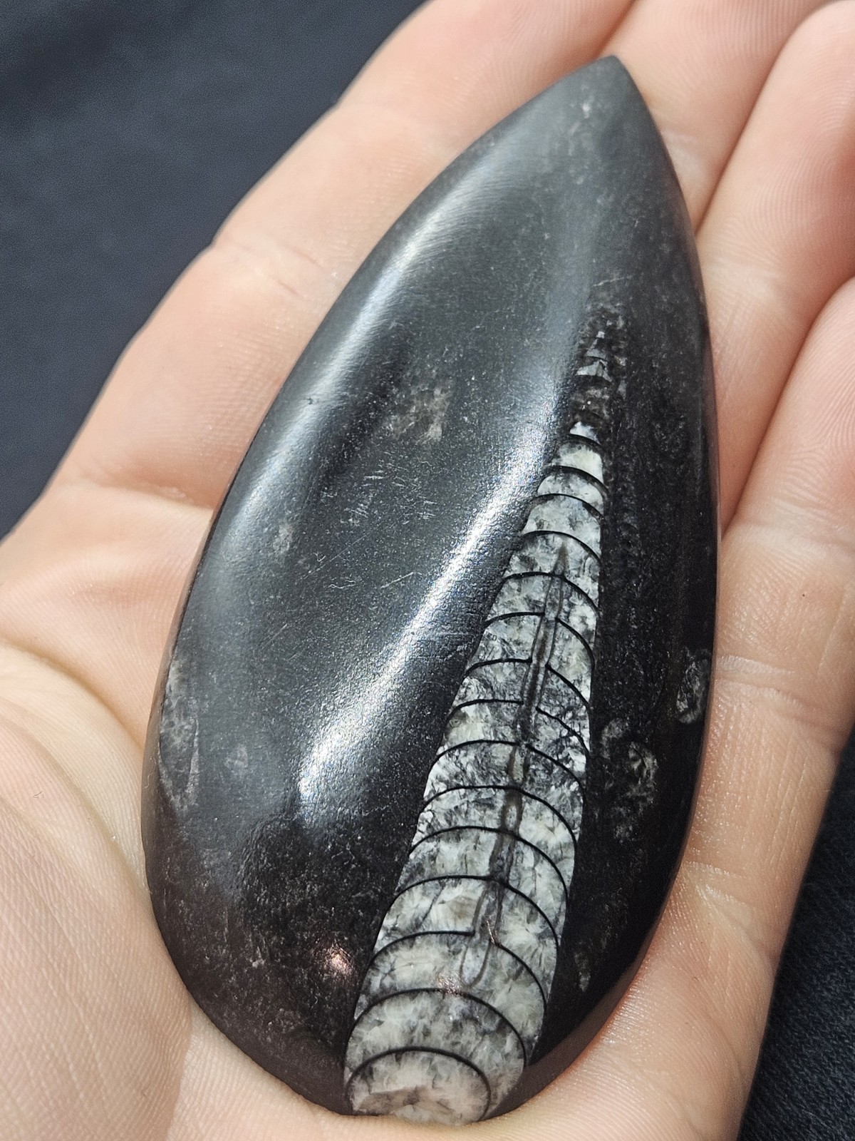 Polished Orthoceras Fossil Palm Stone – Morocco – Devonian Era Cephalopod
