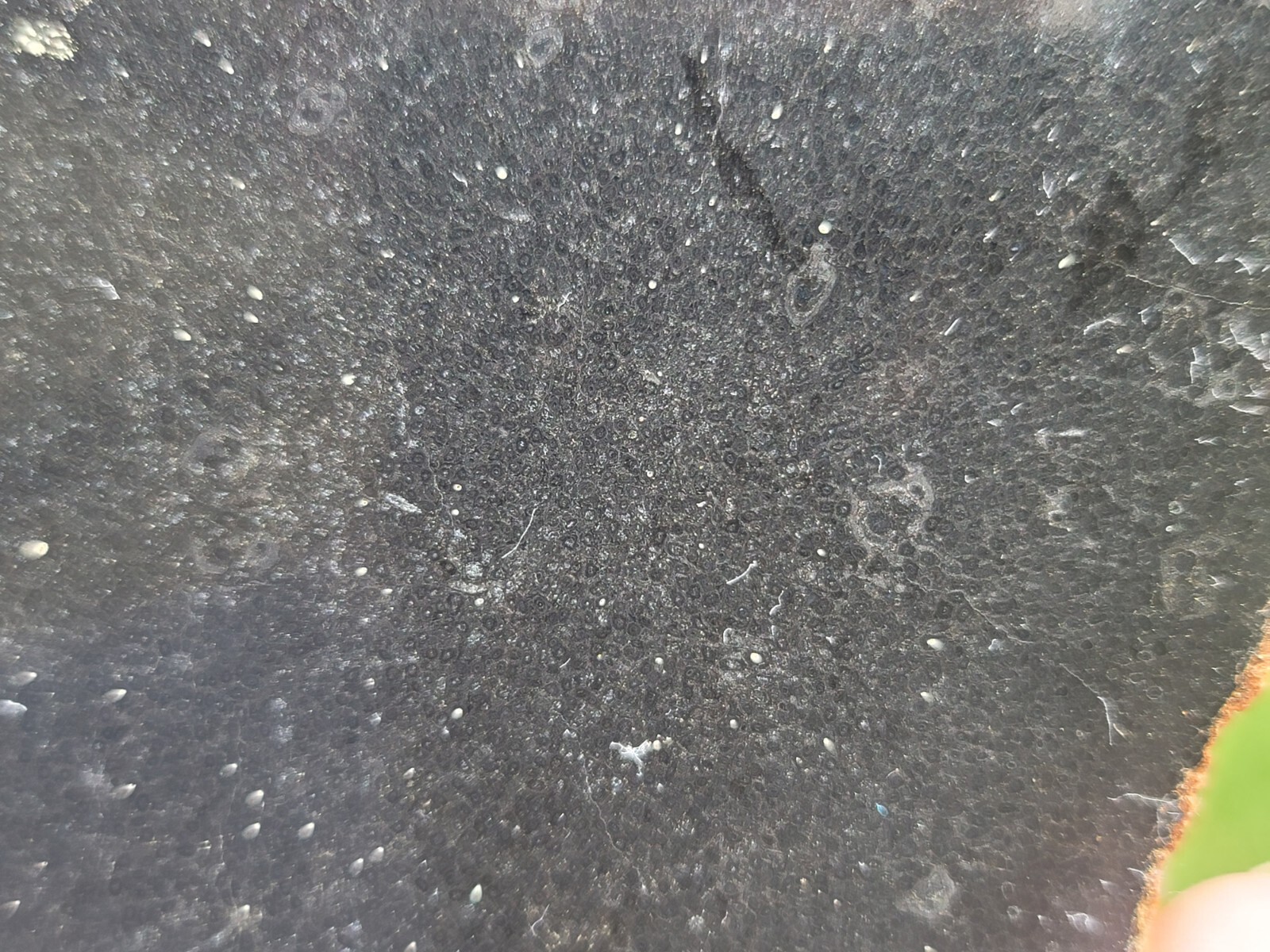 Tempskya Fossil Fern Polished Slab Utah