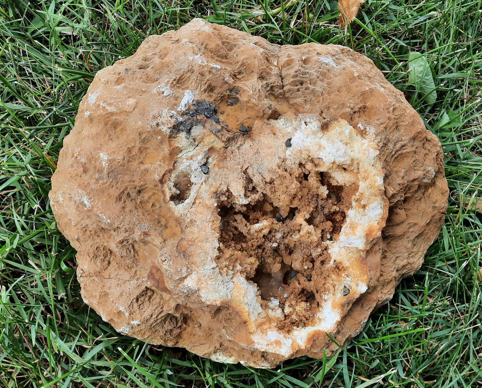 Rare 10.5″, Incredible 30″ Circumference. Calcite Geode from Southern Kentucky