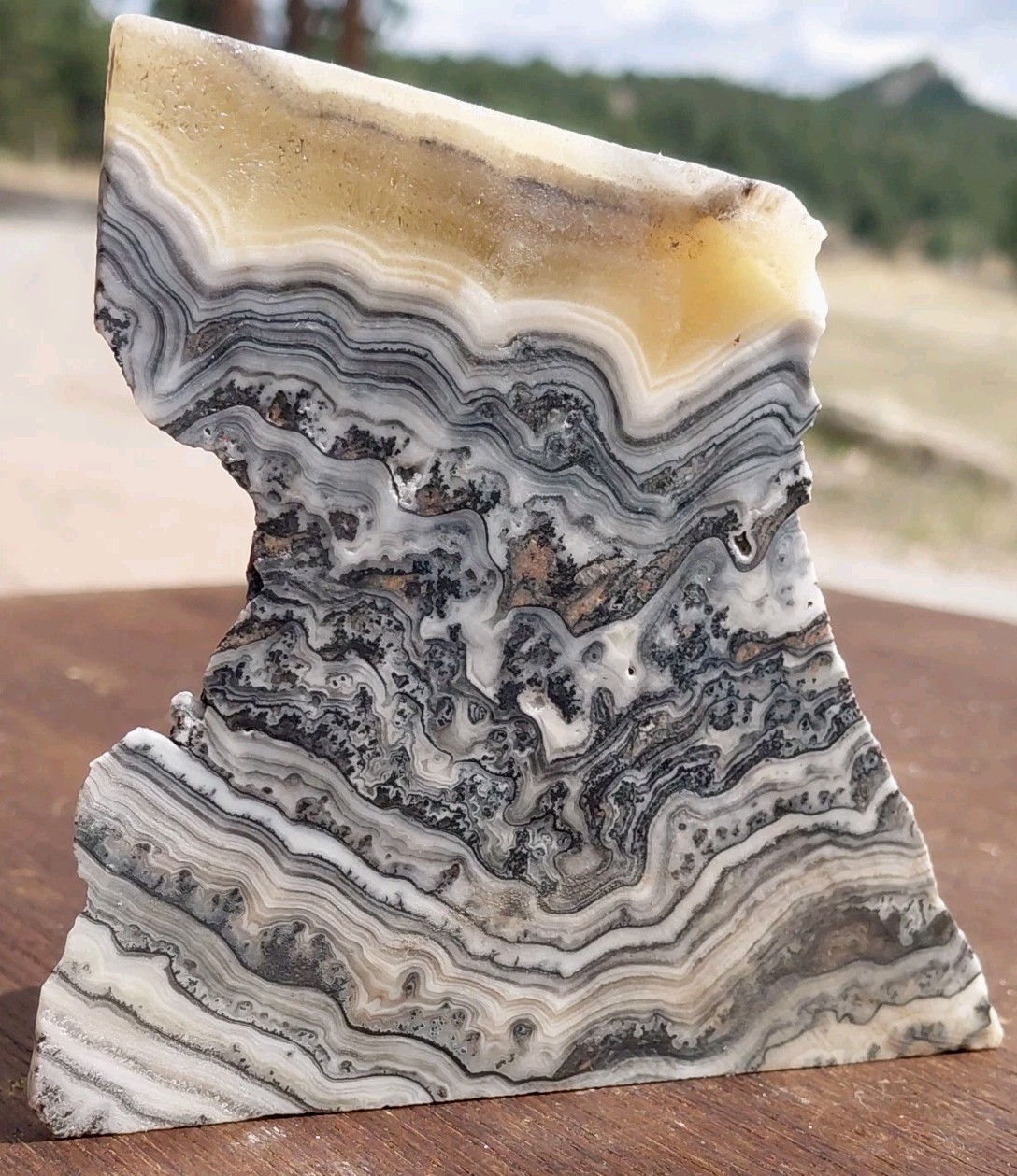 Zebra Calcite Self-Standing Display Band Dendrite 3 3/4×4×1 1/4UVReactive 1/2 Lb