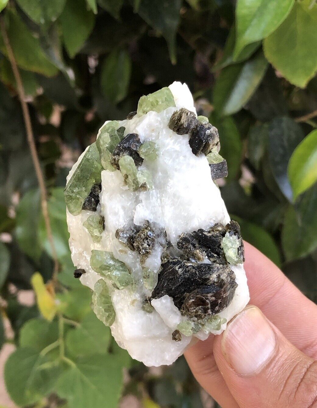 Natural rare green diopside crystals on white calcite with brown phlogopite